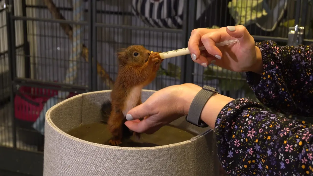 Szene aus der Dokumentation Tiere im Garten, Videoproduktion von Nils Beitelhoff aus Münster